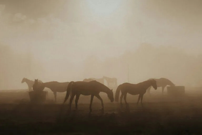 Die Idee hinter der Bio-Molke mit Stutenmilch
