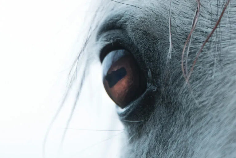 Die Idee hinter der Bio-Molke mit Stutenmilch