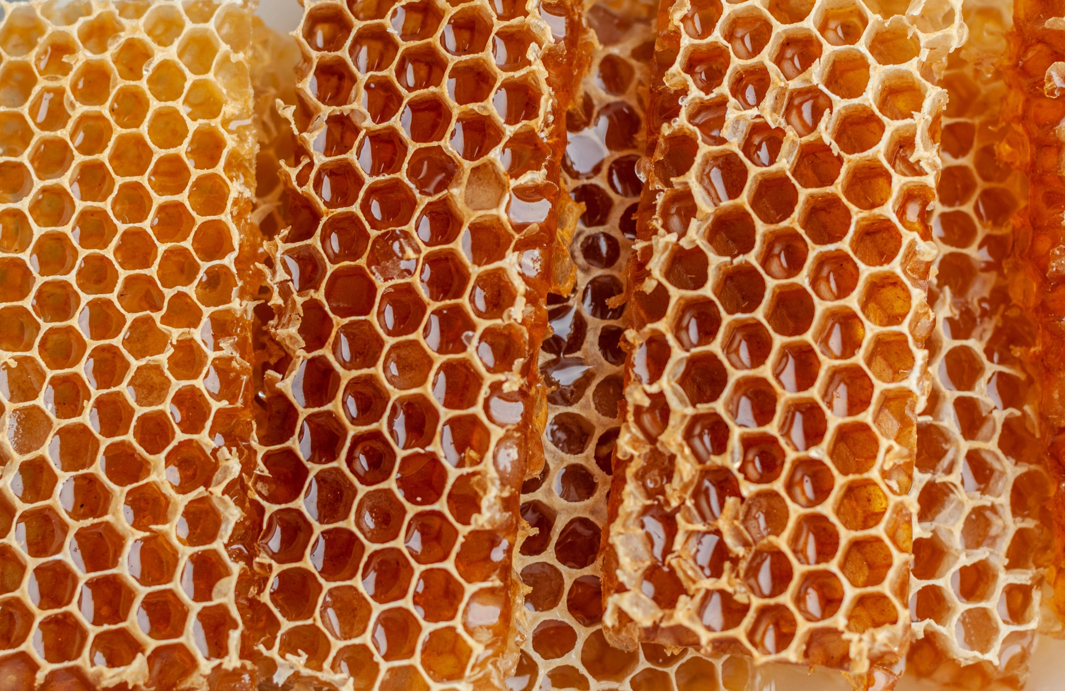 Wie Black BeeOme™ das Haut-Mikrobiom in Balance bringt